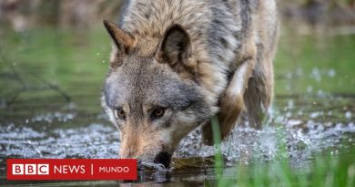 El particular método que usarán en los Países Bajos para que los lobos sean "menos mansos" - BBC News Mundo