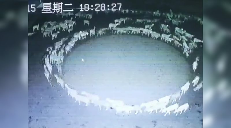 En China, captan a ovejas caminando en círculos durante 12 días