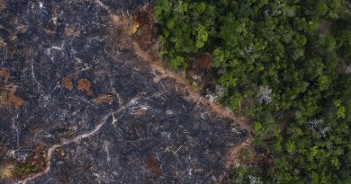 Amazonia ha perdido 10% de su vegetación en 4 décadas