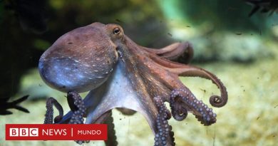 “Muerte lenta y cruel”: los detalles filtrados a la BBC sobre el proyecto para crear en España la primera granja de pulpos del mundo - BBC News Mundo