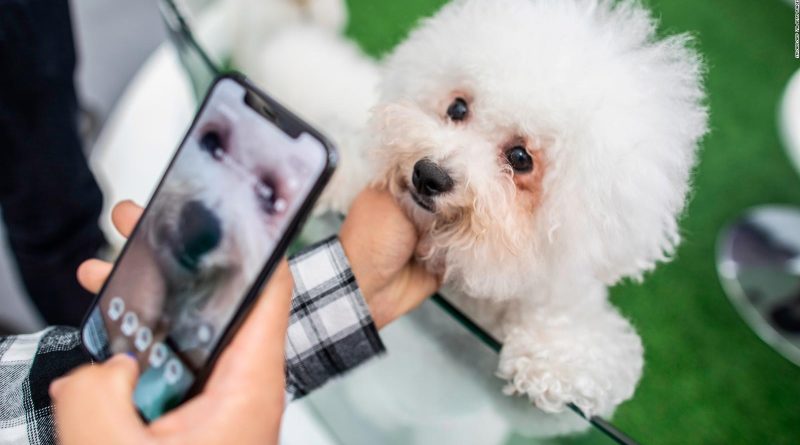 ¡Huellas nasales! Empresa desarrolla aplicación para identificar a las mascotas a través de la tecnología biométrica