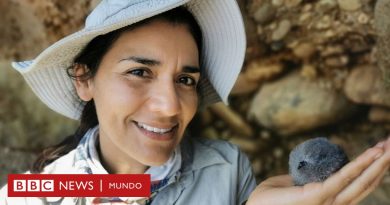 Yuliana Bedolla, la científica mexicana premiada en Londres por proteger a las "misteriosas" aves nocturnas de islas del Pacífico - BBC News Mundo