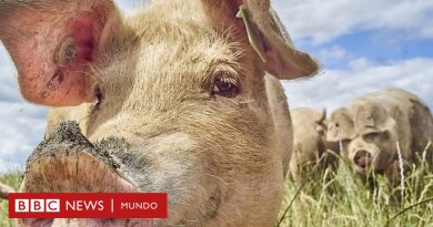 El extraordinario aumento del uso de grasa de animales para producir combustibles ecológicos - BBC News Mundo