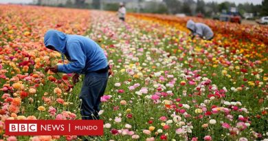 Trabajo infantil en EE.UU.: cómo el país más rico del mundo está flexibilizando las leyes que lo combaten - BBC News Mundo