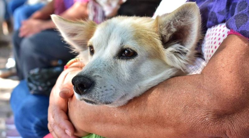 Corregidora ya cuenta con línea de WhatsApp para denuncias de maltrato animal