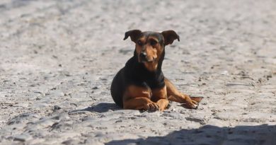 Frenarán con esterilización creciente abandono animal en El Marqués