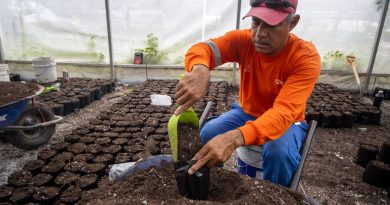 Inician capital queretana siembra de flor de cempasúchil