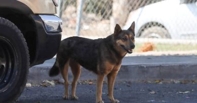 Piden activistas unidad para atención animal en Colón