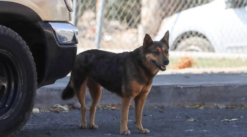 Piden activistas unidad para atención animal en Colón