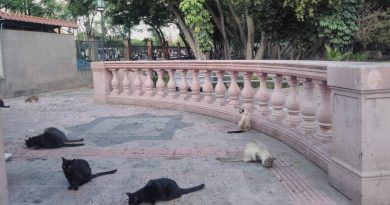 Continúa monitoreo de gatos que habitan la Alameda