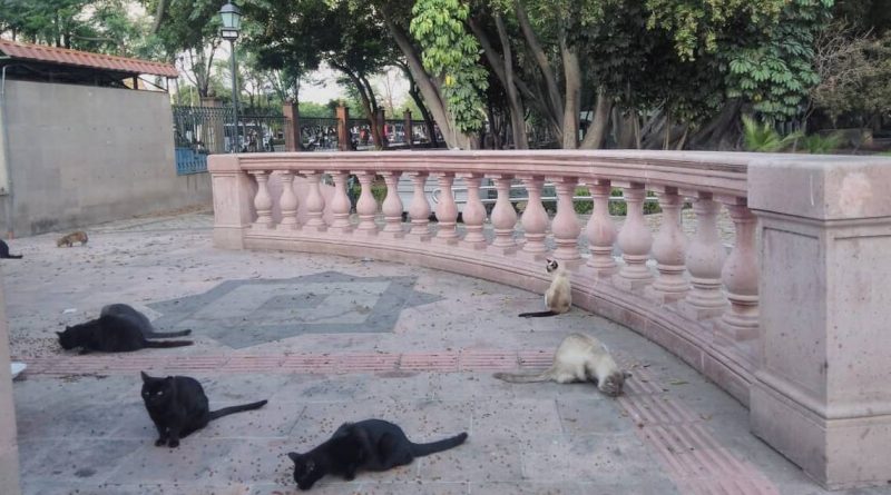 Continúa monitoreo de gatos que habitan la Alameda