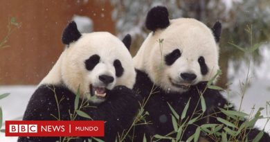 EE.UU. - China: ¿el fin de la diplomacia de los pandas?: por qué Pekín les está pidiendo a varios países que devuelvan sus icónicos osos - BBC News Mundo