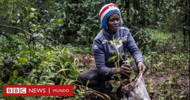 Kenia: el país que declaró un feriado nacional para plantar 100 millones de árboles  - BBC News Mundo