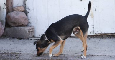 Habrá jornada de vacunación antirrábica en la capital queretana