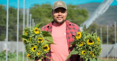 Innova con el cultivo de girasol en la Sierra