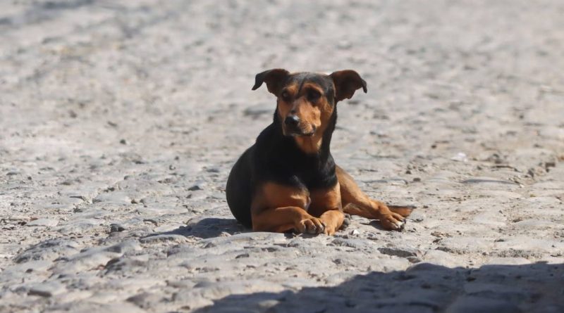 Irá a la cárcel quien abandone mascotas