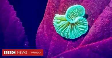 Las increíbles imágenes de un bosque reveladas gracias a los rayos ultravioletas - BBC News Mundo