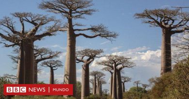 Científicos resuelven el misterio detrás de los antiquísimos baobabs, los “árboles de la vida” - BBC News Mundo