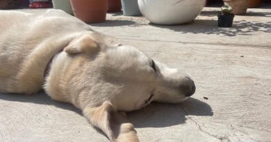 Piden no exponer a mascotas al calor