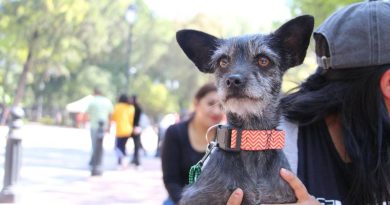 Sin casos de mascotas con golpes de calor en la capital queretana