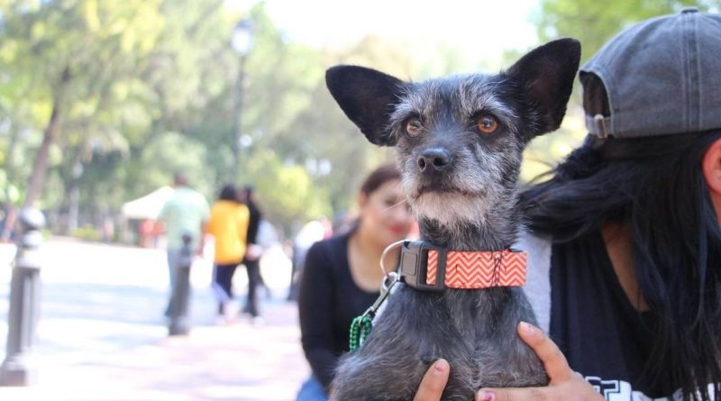 Sin casos de mascotas con golpes de calor en la capital queretana