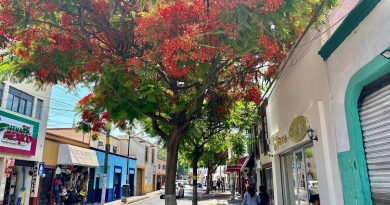 La mirada de Gerardo Tavarez | El Tabachín, el árbol de fuego, un excelente aliado contra el calor