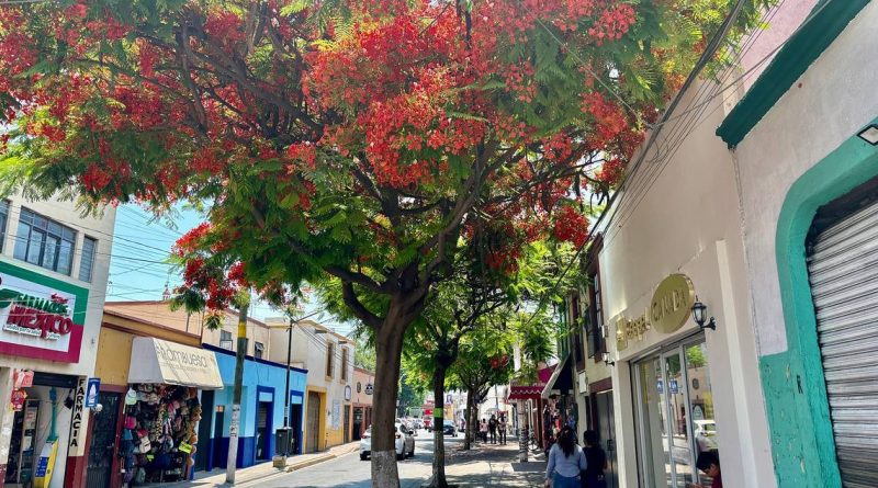 La mirada de Gerardo Tavarez | El Tabachín, el árbol de fuego, un excelente aliado contra el calor