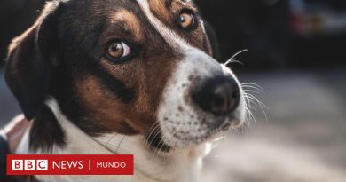 Ciencia I ¿Los animales tienen conciencia?: la nueva evidencia que marca un "cambio radical" en lo que sabemos sobre su comportamiento  - BBC News Mundo