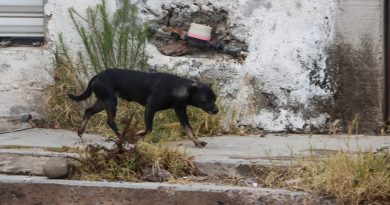 Más de 3 mil 600 perros sacrificados en la capital queretana por falta de adopción