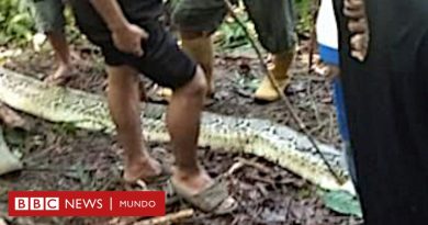 Una serpiente pitón se come a una mujer de 36 años en Indonesia - BBC News Mundo