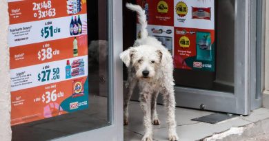 Por lluvias, aumenta parvovirus canino