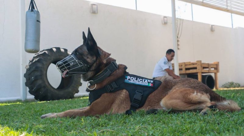 Realizarán jornada de unidades K9