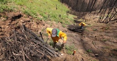 Reforestan Cadereyta; siembran 9 mil árboles