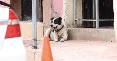 Adopción de mascotas se triplica