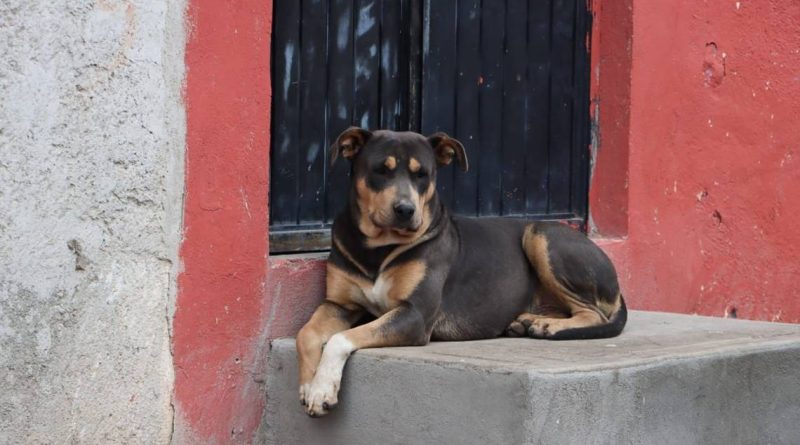 Piden someter a votación iniciativa de bienestar animal