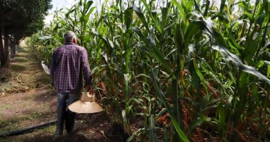 Renegociará la Sedea con aseguradoras agropecuarias