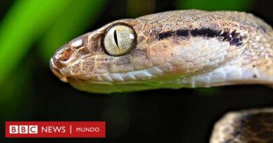 Guam | "Devoran todo lo que encuentran": la isla de EE.UU. con más de dos millones de serpientes que exterminaron las aves y ahora amenazan el bosque - BBC News Mundo