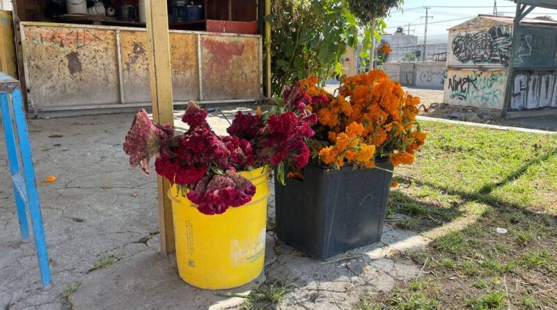 Usan como abono las flores de cempasúchil