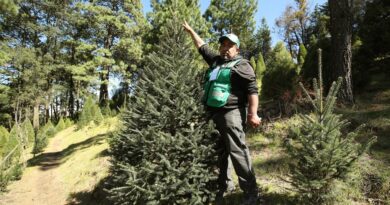 Arranca venta de árboles navideños en Ajusco, Tlalpan