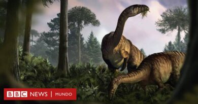 Dinosaurios: qué revelan sus heces y vómitos fosilizado sobre su dominio en la Tierra y el cambio climático - BBC News Mundo